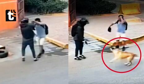 ¡Héroe de cuatro patas! Perrito se enfrenta a ladrón armado en Santa Anita y salva a joven de ser asaltad...