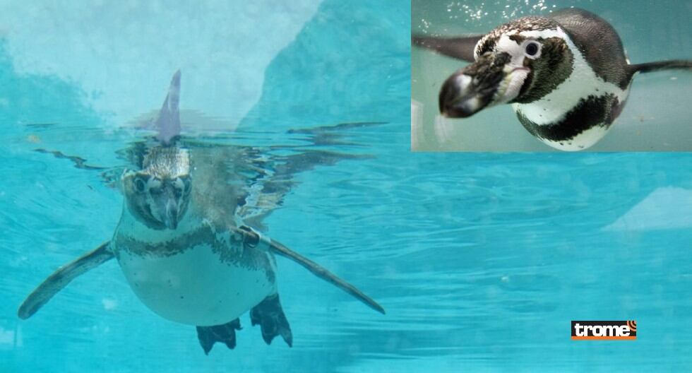 El Parque de las Leyendas presenta exhibición subacuática de pingüinos de Humboldt, en su Centro de Interpretación de Aves Marinas. (Trome / Municipalidad de Lima)