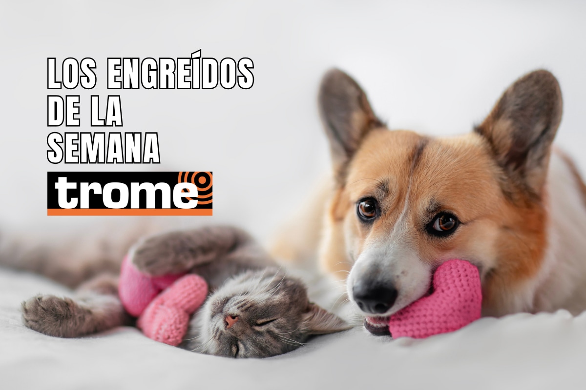 Conoce a las mascotas de nuestros lectores. Si deseas que tu engreído también forme parte de esta galería, en la nota te contamos cómo hacerlo. Foto: Istock.