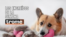Conoce a las mascotas que alegran los hogares de nuestros lectores