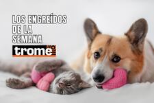 Conoce a las mascotas que alegran los hogares de nuestros lectores