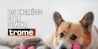 Conoce a las mascotas de nuestros lectores. Si deseas que tu engreído también forme parte de esta galería, en la nota te contamos cómo hacerlo. Foto: Istock.