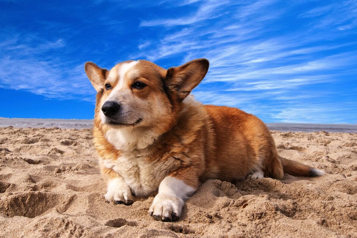 El sol favorece la producción de serotonina en los perros. (Foto: Pexels)