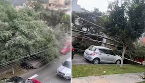 La Molina: captan el momento exacto en que un árbol cae por los fuertes vientos