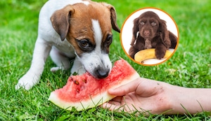 ¿Sabes qué frutas puedes darle a tu mascota para refrescarla en este verano extremo?