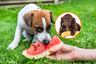 ¿Sabes qué frutas puedes darle a tu mascota para refrescarla en este verano extremo?