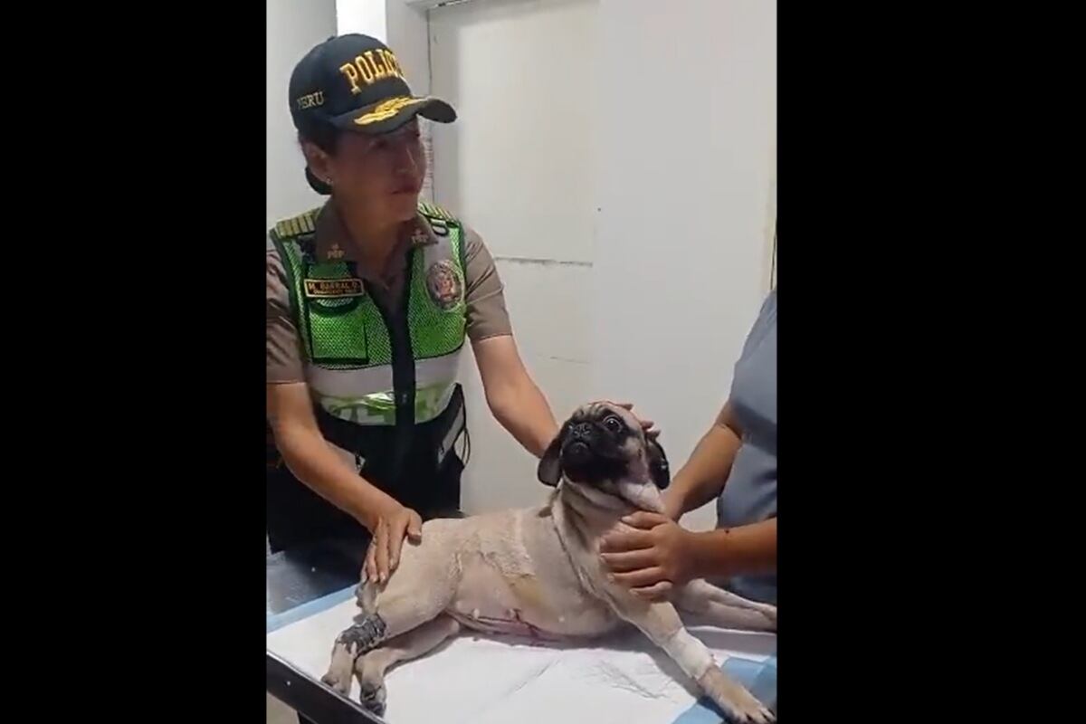 Dachi se recupera favorablemente.