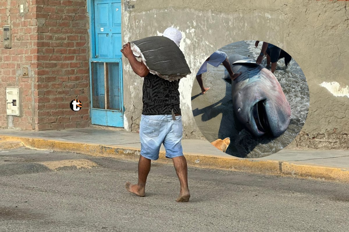 Cuidemos las especies marinas. Foto: difusión