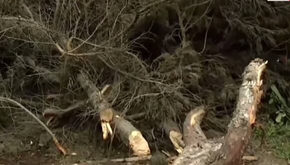 Ate: Árbol cae sobre una casa