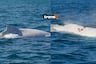 Piura: ¡Histórico! Una ballena jorobada blanca es avistada por primera vez en mar peruano