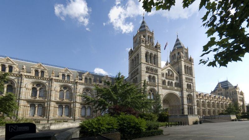 El Museo de Historia Natural, en Londres. (TRUSTEES OF THE NATURAL HISTORY MUSEUM, LONDON)