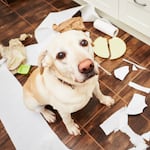 ¿Cómo enseñarle a tu perro a quedarse solo en casa sin que haga destrozos?