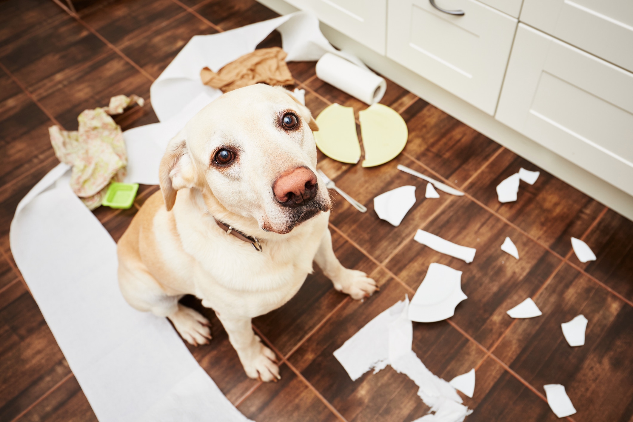Si tu perro se queda solo, nunca lo dejes amarrado con la correa. Además de enredarse y lastimarse, la falta de movimiento puede aumentar su estrés y ansiedad. Foto: Istock