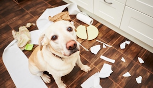 ¿Cómo enseñarle a tu perro a quedarse solo en casa sin que haga destrozos?