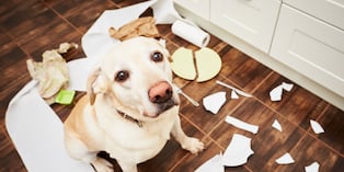 Si tu perro se queda solo, nunca lo dejes amarrado con la correa. Además de enredarse y lastimarse, la falta de movimiento puede aumentar su estrés y ansiedad. Foto: Istock
