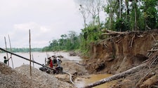 Minería ilegal arrasa con bosques