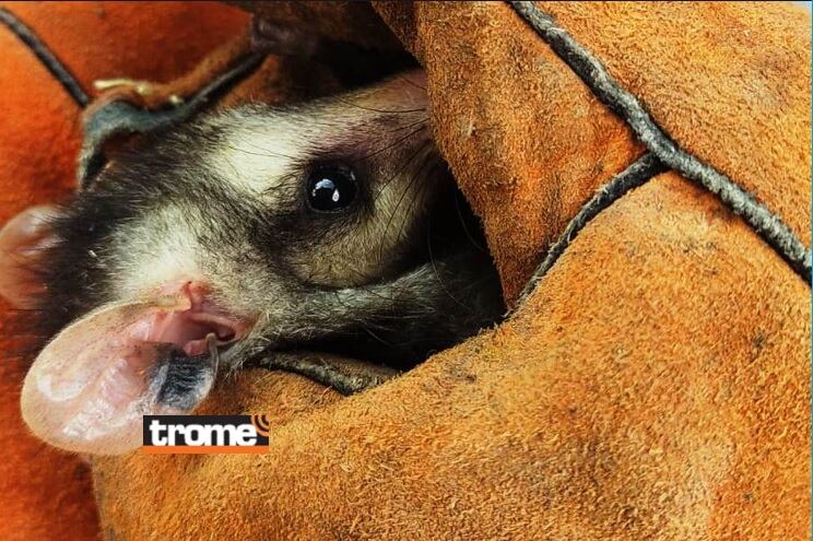 Intensas lluvias y desbordes de ríos también causan desplazamiento y arrastre de animales silvestres a zonas urbanas. No intente atacarlos ni tocarlos. Especialistas los rescatan y devuelven a su hábitat. (SERFOR).