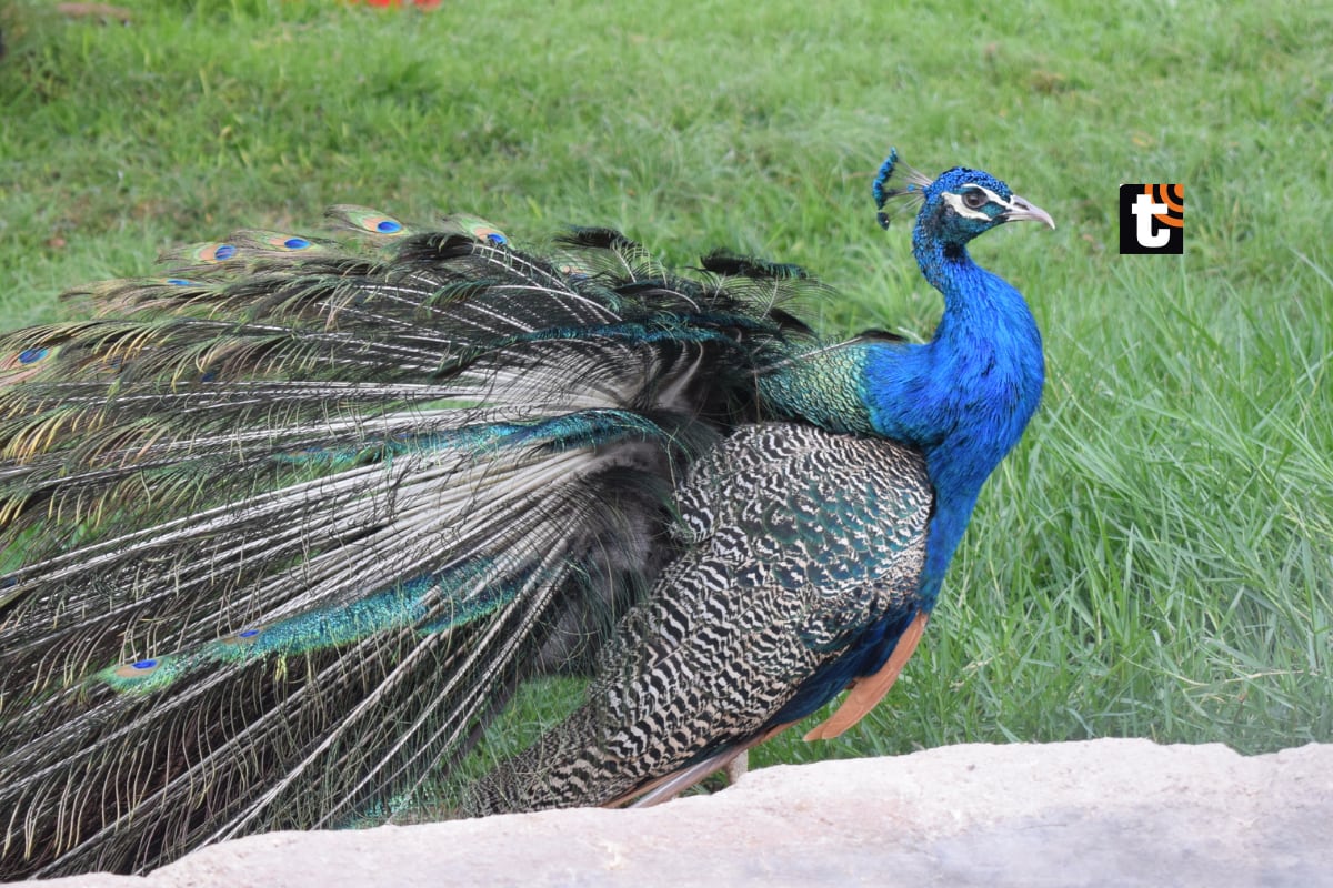 Animales en el Parque de las Leyendas. (Foto: Vanessa Bardales)