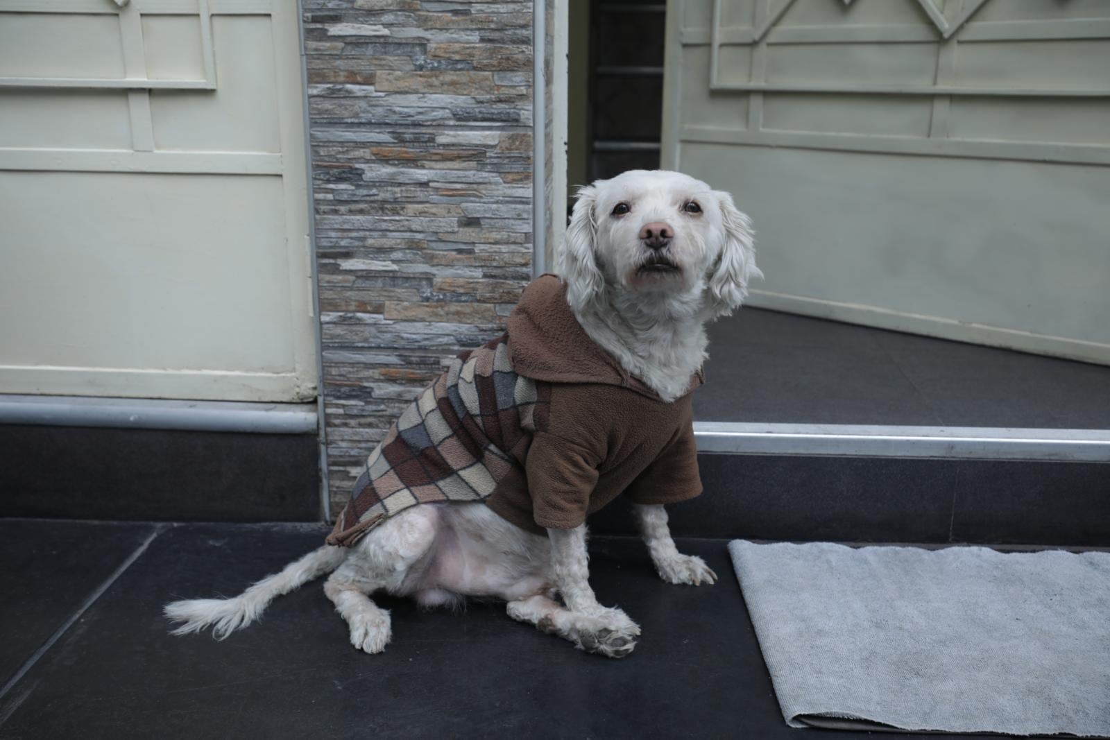 Ahora, 'Lester' es conocido en todo el barrio y varios vecinos lo consideran un héroe. | | Foto: Britanie Arroyo / Diario Trome