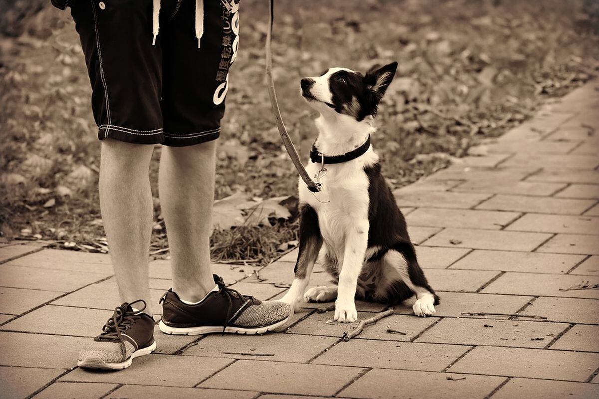 Pasear perros es un trabajo bien remunerado para los jóvenes. (Foto: PIxabay)