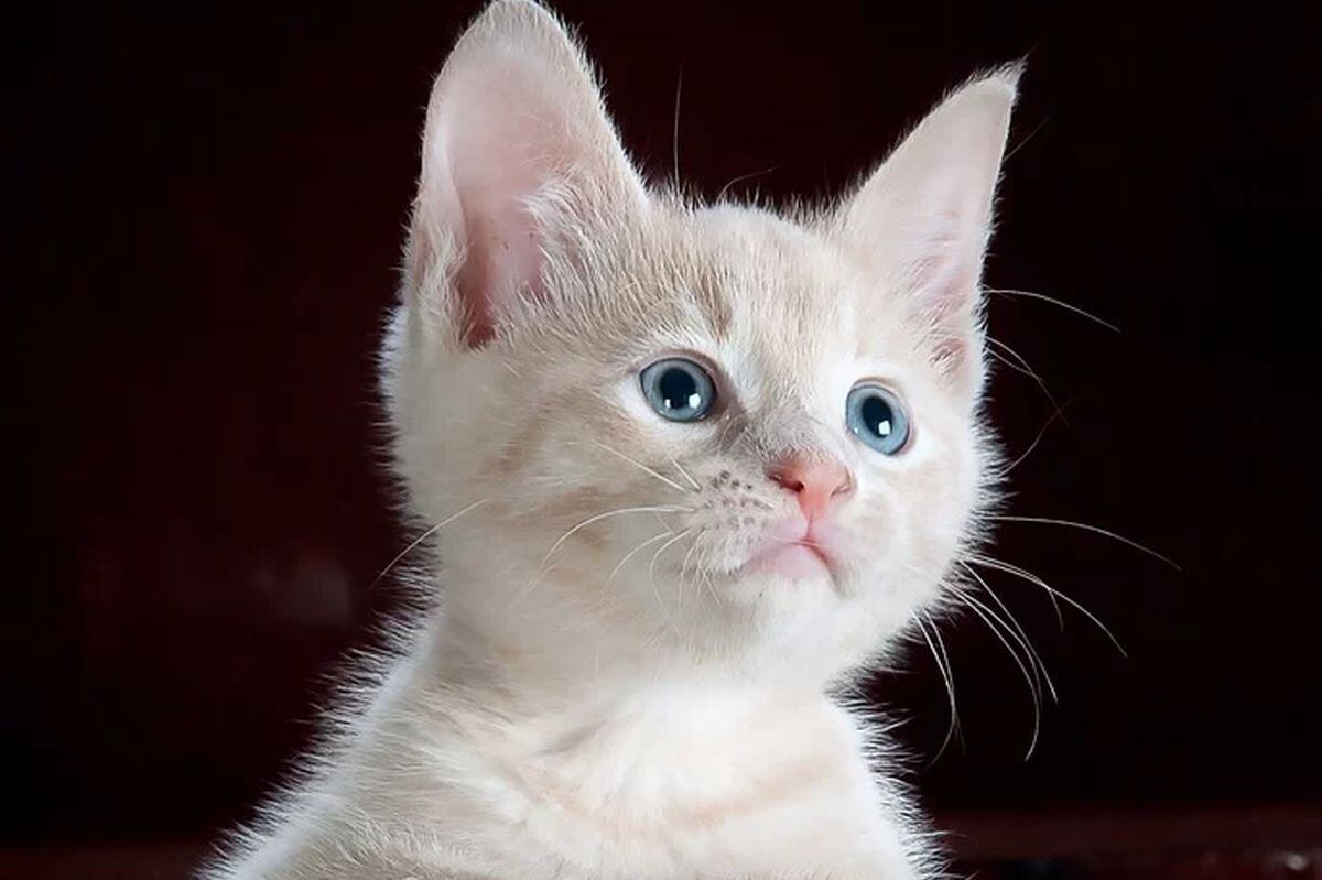 Desde muy pequeños, los gatos pueden tener parásitos (Foto: Pixabay)