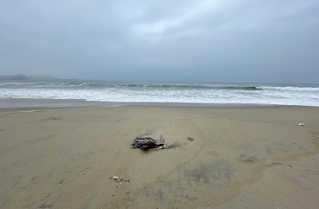 Fernando Angulo aclaró que, pese a las 10 mil muertes de pelicanos, estos no desaparecerán ni estarán en peligro de extinción. (Foto: Liz Saldaña / RMMN)