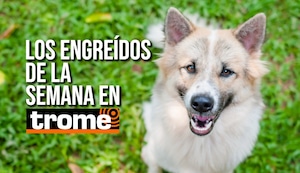 Mascotas adorables: los engreídos que se ganaron el corazón de Trome esta semana