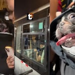 ¡Indignación en Navidad! Pasajero es obligado a bajarse del Metropolitano por subir con su perrito