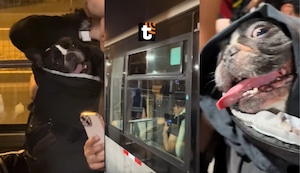 ¡Indignación en Navidad! Pasajero es obligado a bajarse del Metropolitano por subir con su perrito