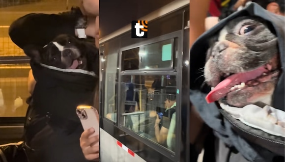 TROME - Pasajero es bajado por ir con perrito