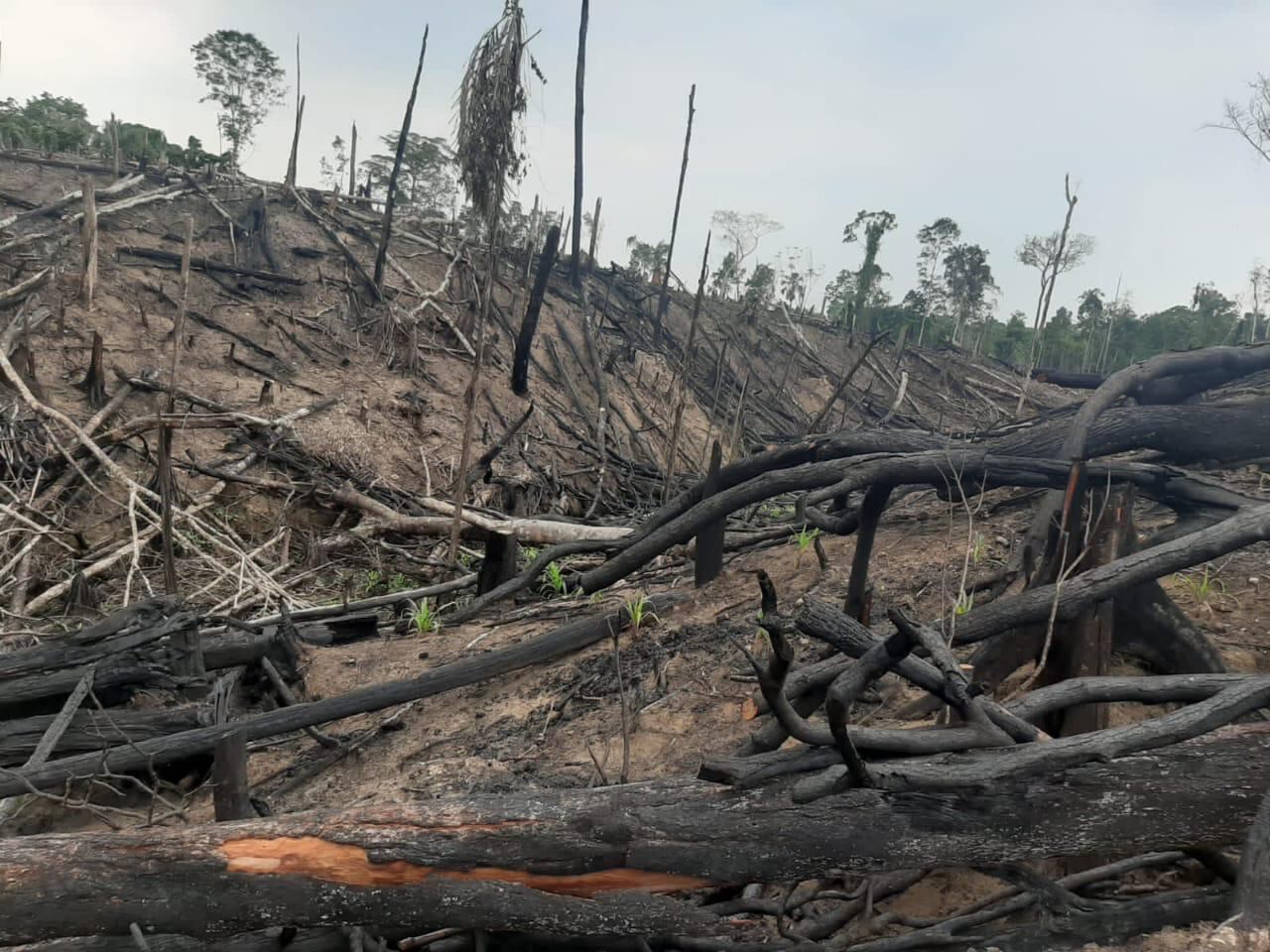 La deforestación es, también, un gran problema en la selva huanuqueña.