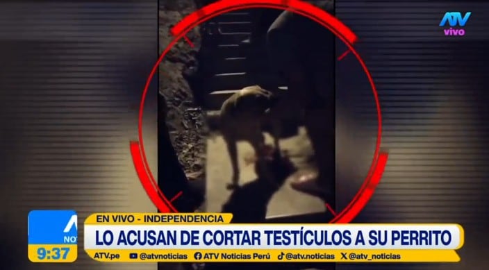 Perrito lastimado por bsu propio dueño en Independencia.