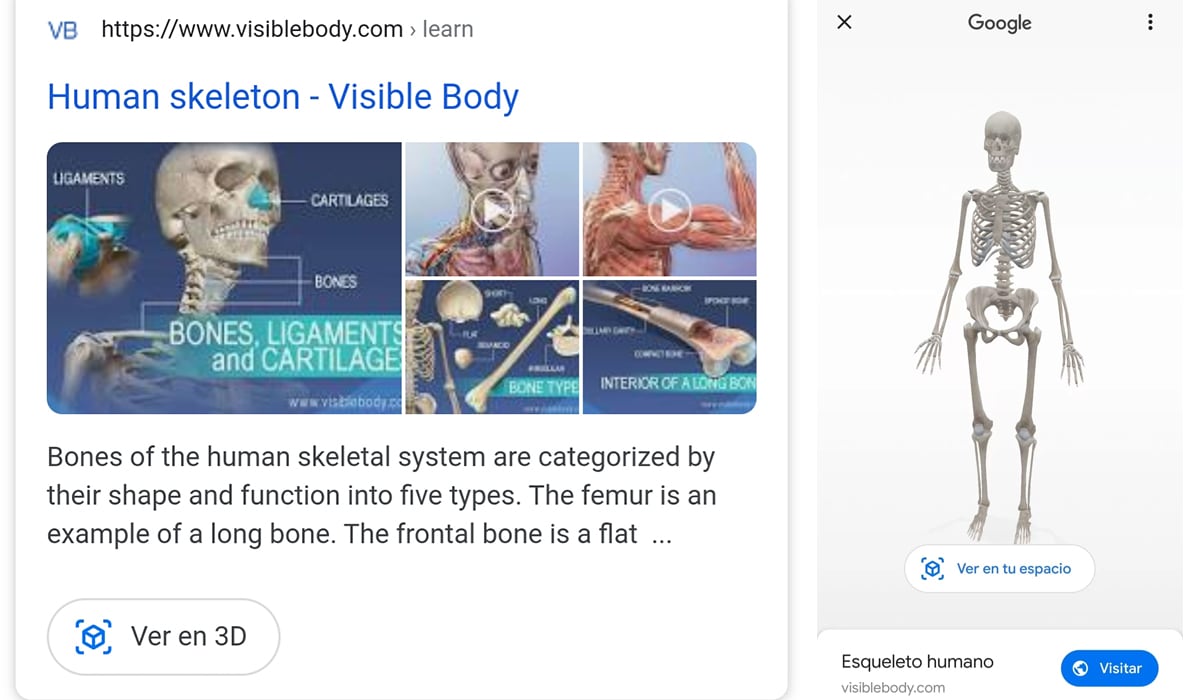 Para poder activar el esqueleto humano de Google deberás escribir en el buscador "Skeleton human". (Foto: Google)