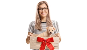 ¿Regalar un perro en Navidad? Lo que debes evaluar antes de tomar la decisión
