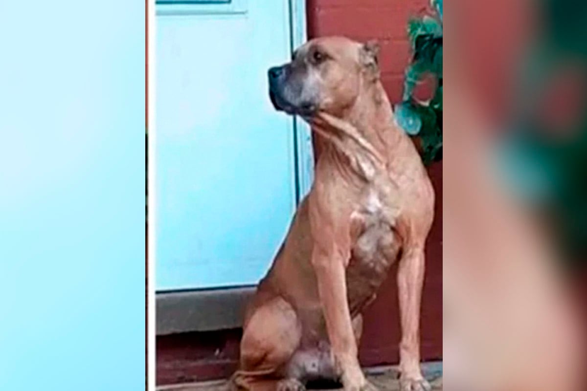 Facebook viral | Cupido espero de esta forma, pacientemente, por 20 días a sus dueños. Ellos nunca llegaron. | Foto: Captura