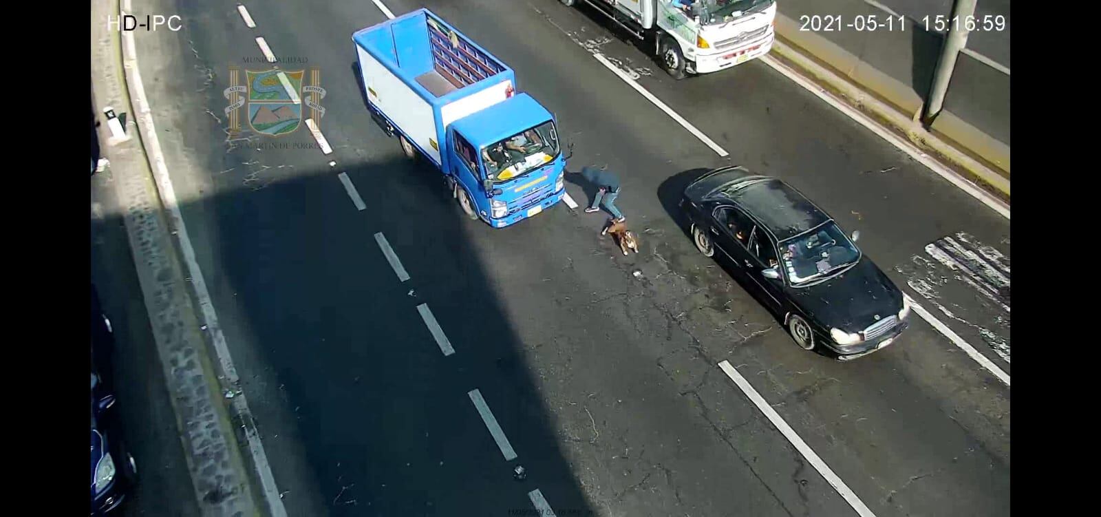 Luego de robar, delincuente y su perro casi son atropellados por camión.