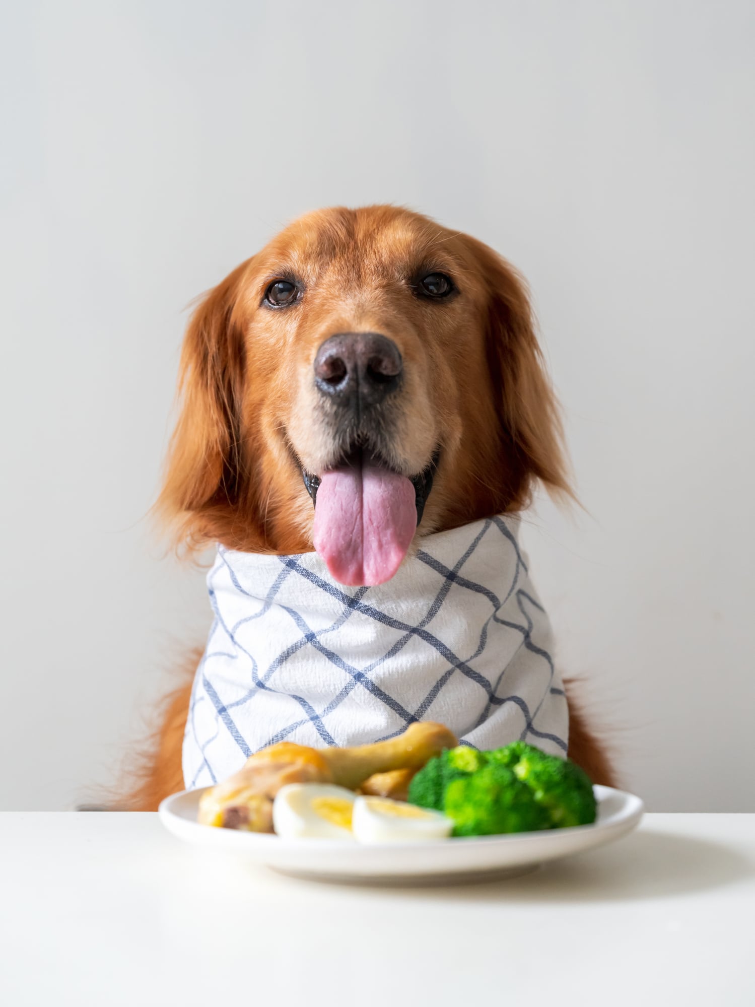 ¿Compartir la comida con tu mascota es buena idea? Esto dice una experta. Foto: Istock