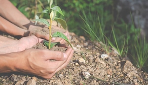 Gran Cruzada Verde: Súmate al reto de plantar 4 millones de árboles por el Día de la Tierra