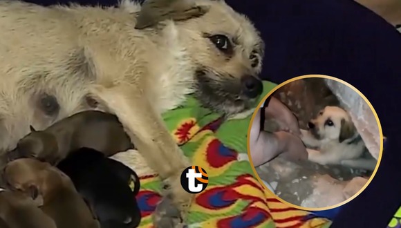 SJL: Entierran viva a perrita preñada