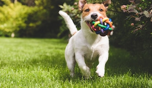 Los engreídos de Trome: conoce a las mascotas más tiernas de la semana