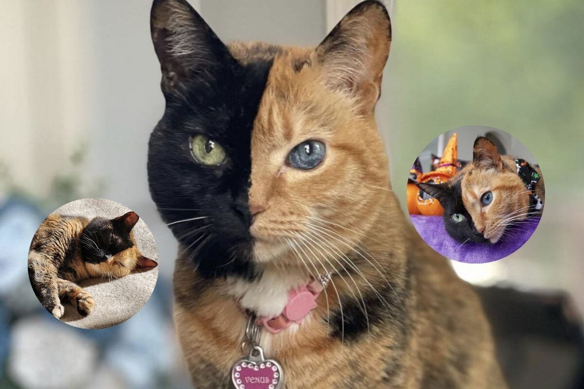 Sus colores del pelaje es muy llamativo; al igual que su ojo verde y el otro azul.