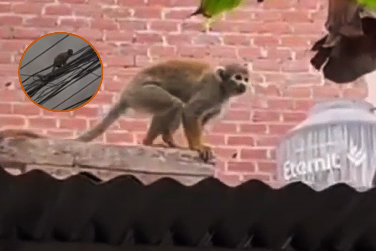 Los monos ardilla se alimentan de nísperos y otros frutos que crecen en los árboles de la zona.