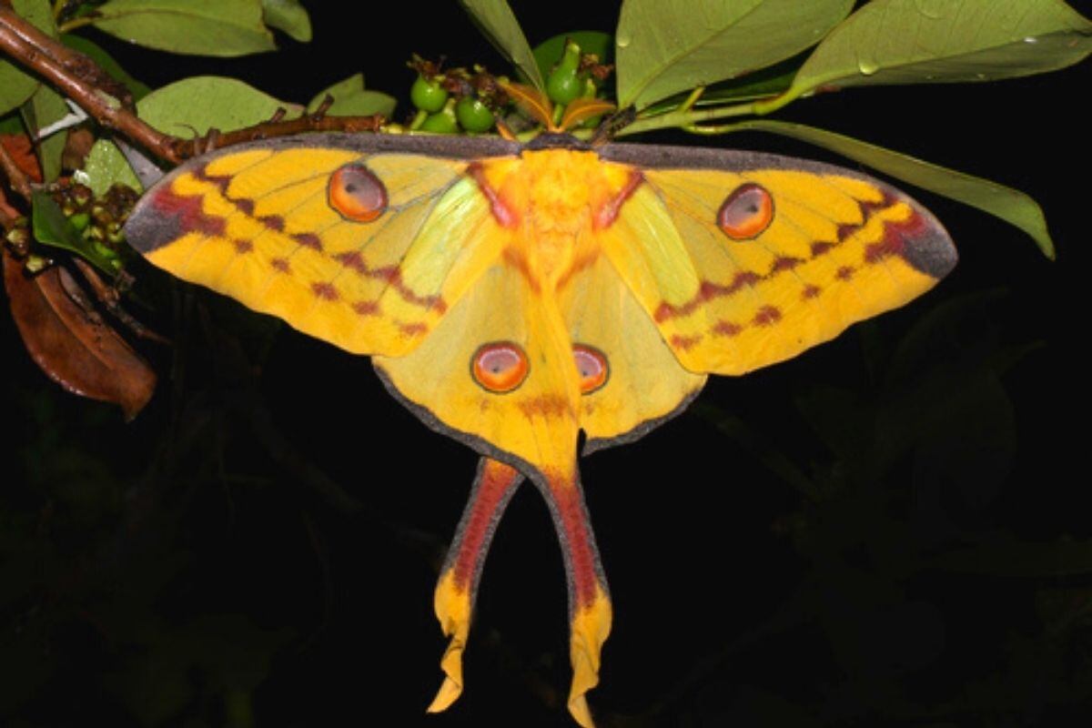 Mariposa cometa es una especia que crece en la selva de Madagascar (Foto: Frank Vassen/ Naturalista)