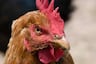 Usa a su gallina para desaparecer las arañas de su casa y es viral