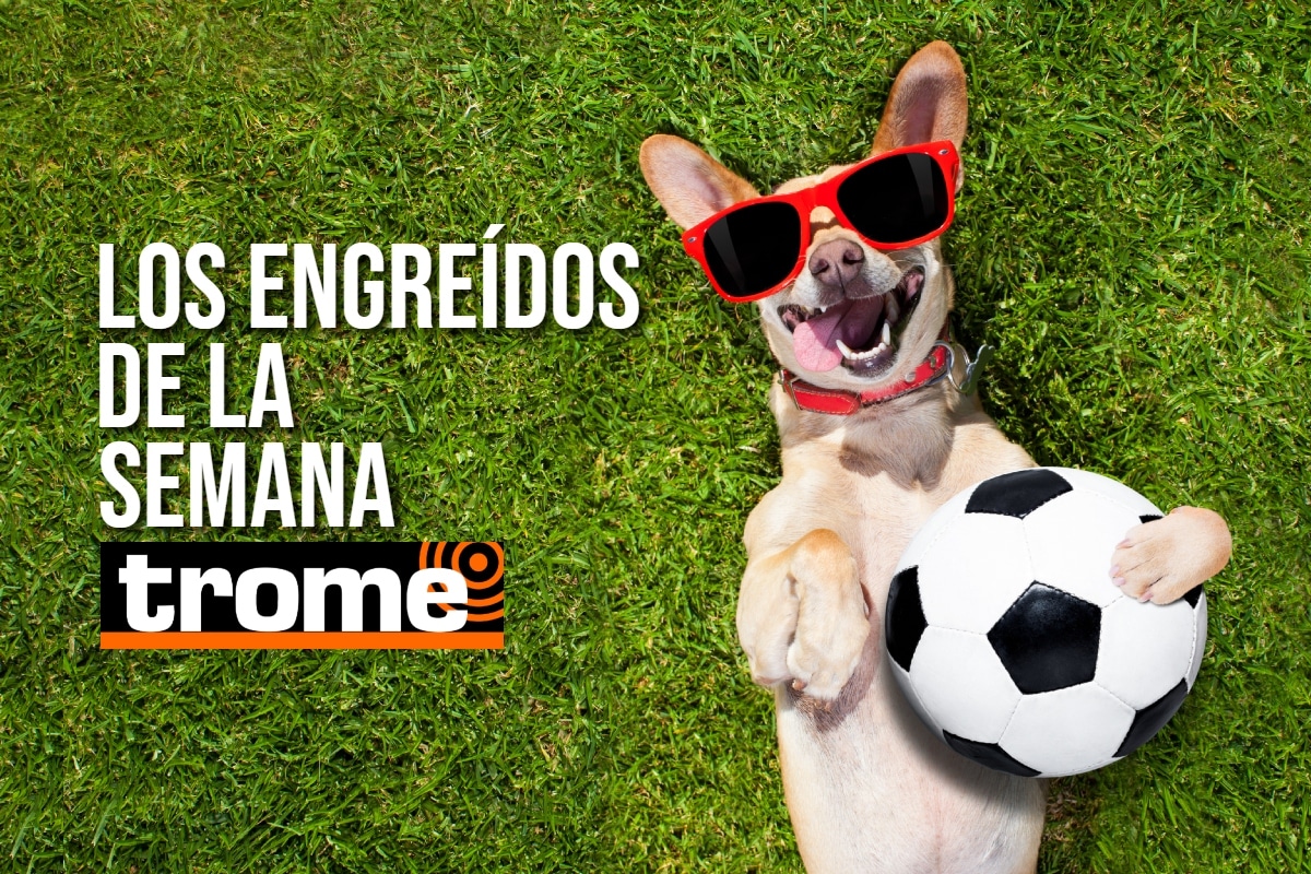 Conoce a las mascotas de Trome de la semana y anota el paso a paso para que tu engreído también participe. Foto: Istock.