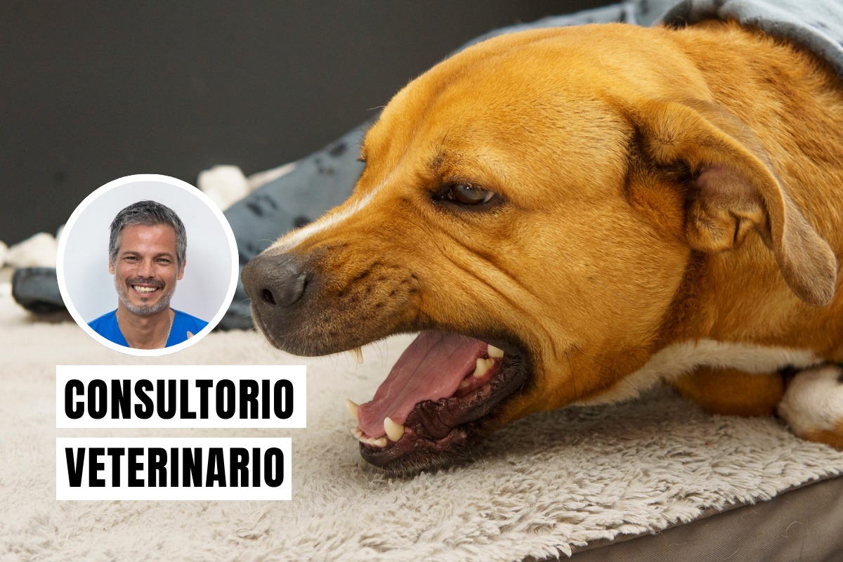La tos de las perreras es una enfermedad respiratoria altamente contagiosa en perros, similar a un resfriado severo, causada por virus y bacterias. Foto: composición/Isock