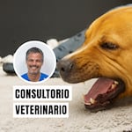 Tos de las perreras: qué es, cuáles son sus síntomas y qué mascotas son más vulnerables