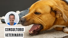 Tos de las perreras: qué es, cuáles son sus síntomas y qué mascotas son más vulnerables