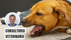 Tos de las perreras: qué es, cuáles son sus síntomas y qué mascotas son más vulnerables
