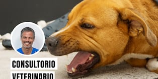 La tos de las perreras es una enfermedad respiratoria altamente contagiosa en perros, similar a un resfriado severo, causada por virus y bacterias. Foto: composición/Isock